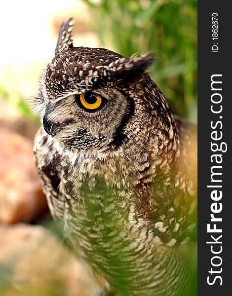 Owl Provile