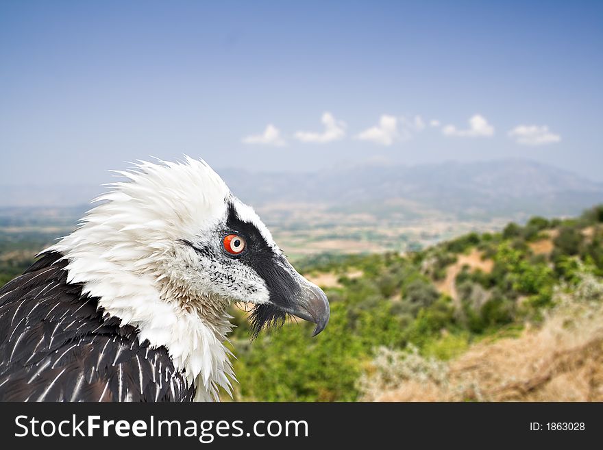 Bearded eagle on a rock with landscape view