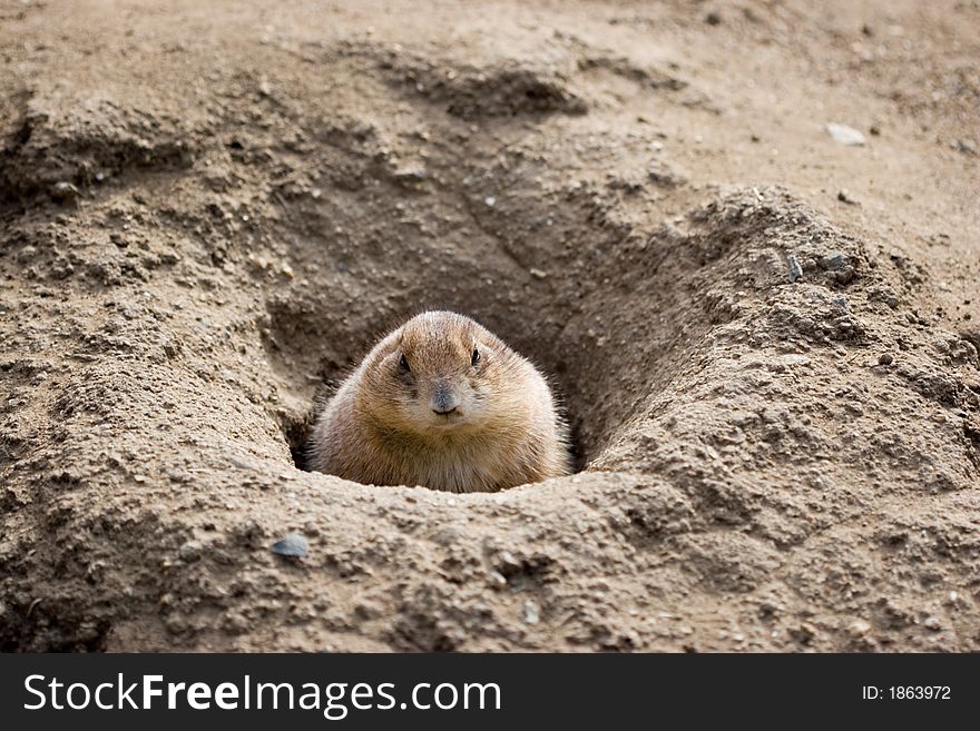 Prarie Dog Peeking Out Of Burrow