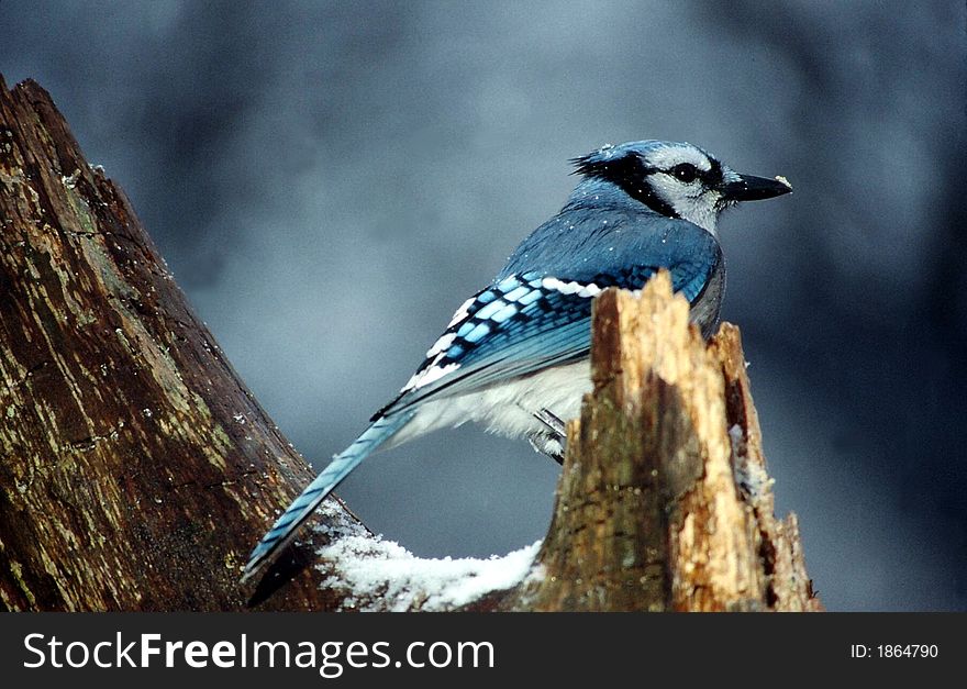 Blue jay sitting on an old tree in the snow. Blue jay sitting on an old tree in the snow