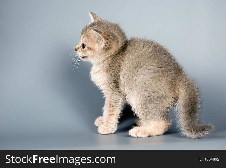 Kitten whom the first time poses in studio