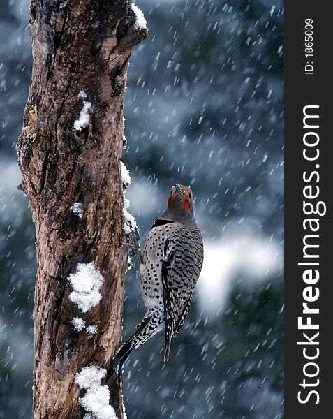 Male Northern Flicker woodpecker on tree in snow storm. Male Northern Flicker woodpecker on tree in snow storm