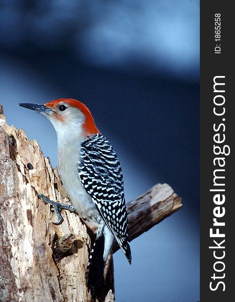 Male Red-bellied Woodpecker on old tree. Male Red-bellied Woodpecker on old tree