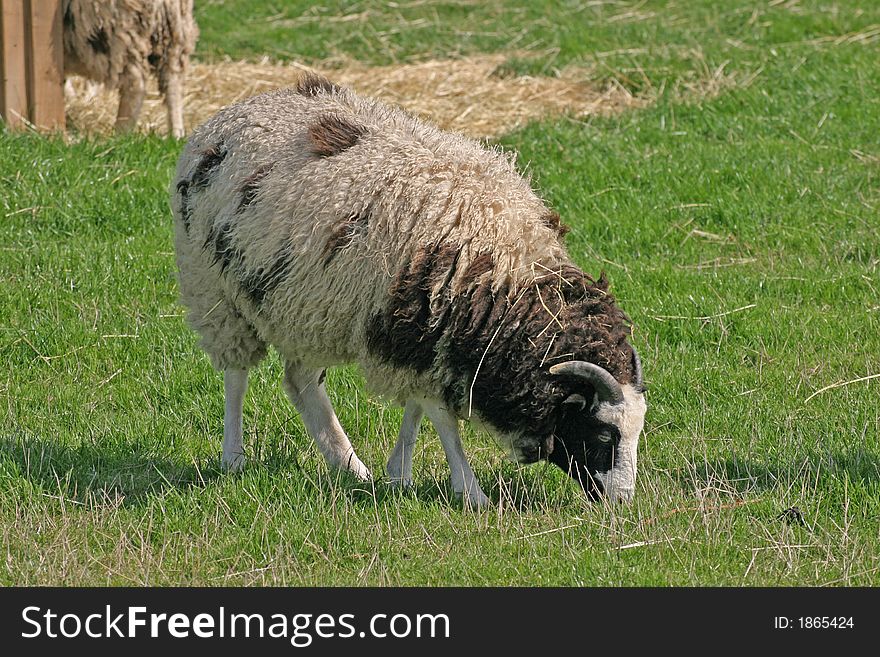 Brown And White Sheep