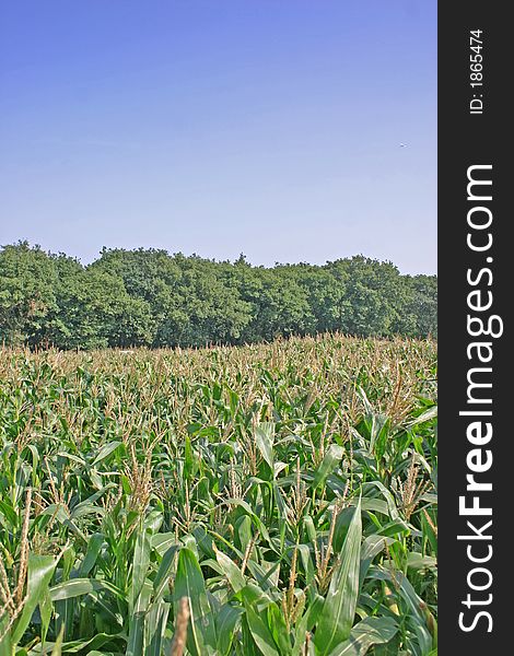 Cheshire Corn Field at the End of Summer