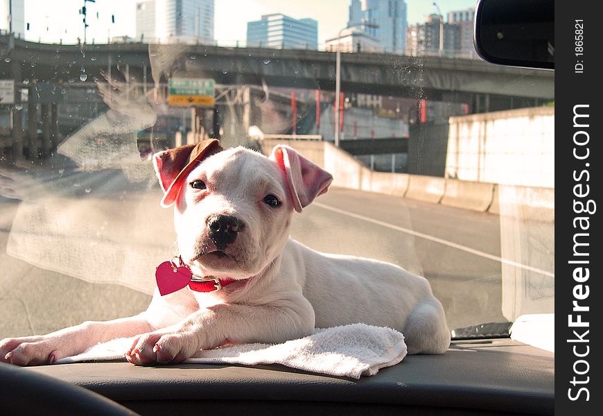 Pit Bull puppy cruising on the dashboard in Seattle, WA. Pit Bull puppy cruising on the dashboard in Seattle, WA