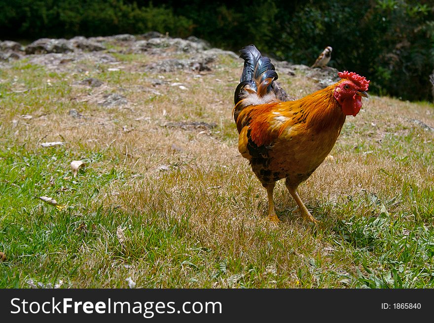 A red rooster standing on grass