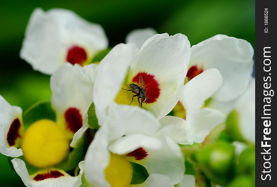 Fly in Flower