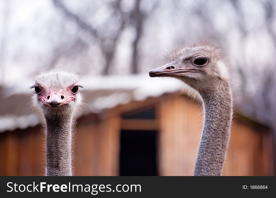 Two ostriches in a zoo of city of Kiev on walk. Two ostriches in a zoo of city of Kiev on walk