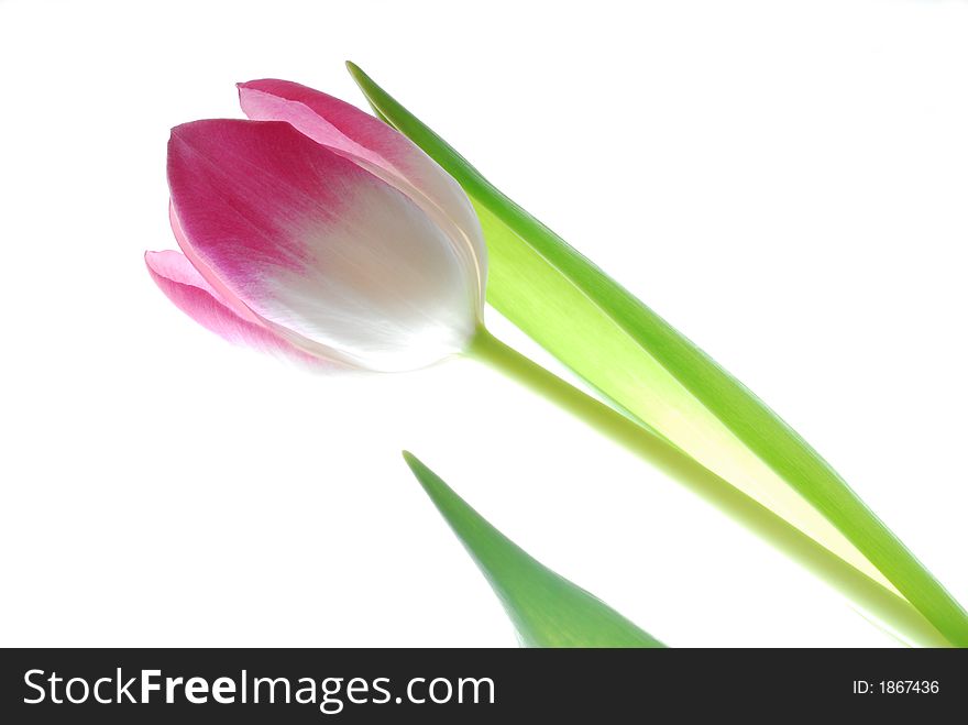 Pink tulip against white light box. Pink tulip against white light box