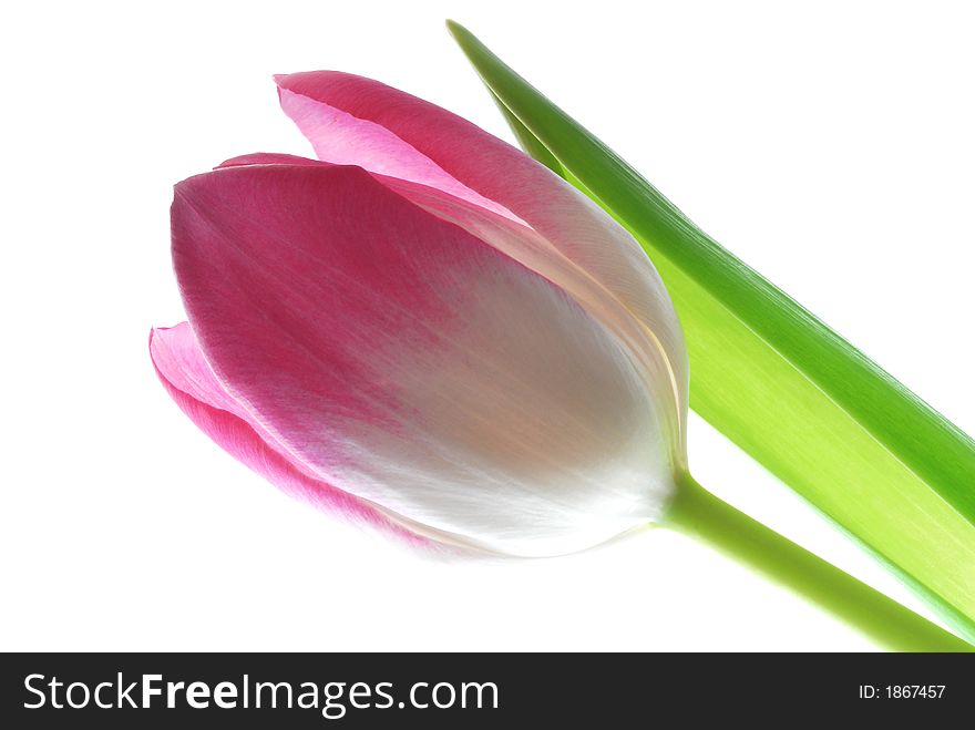 Close up of a pink tulip