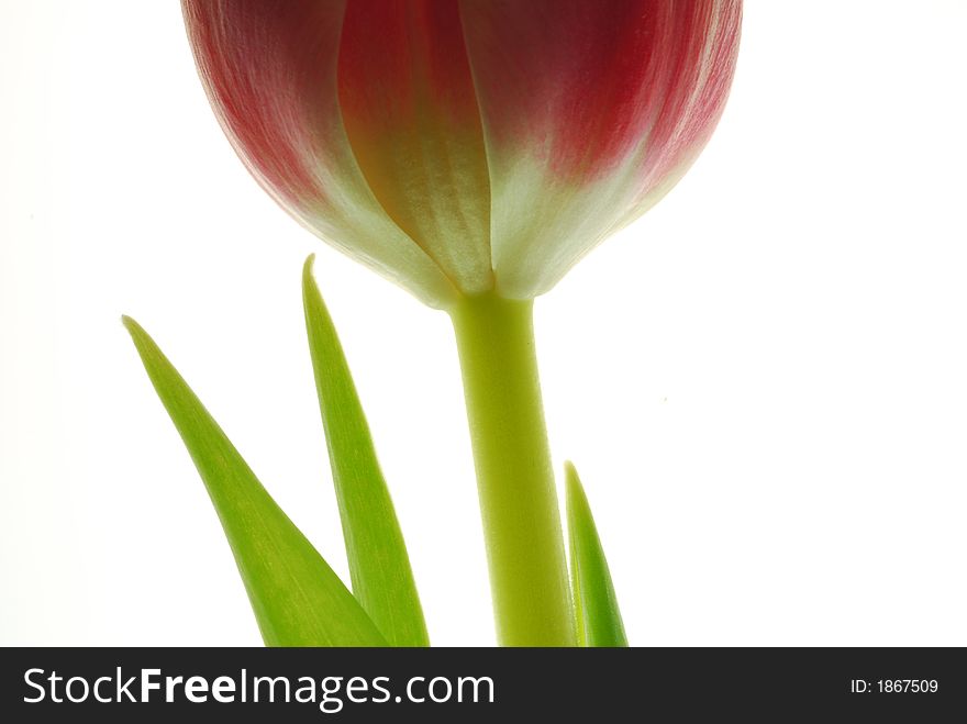 Close up of a red tulip