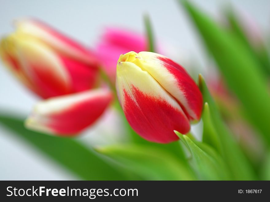 Red and yellow tulips with blur background. Red and yellow tulips with blur background