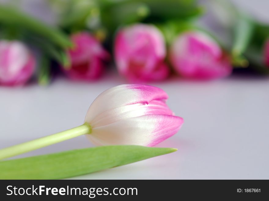 Pink tulips on white background. Pink tulips on white background