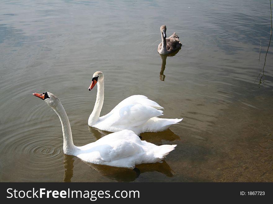 Two adult swans and a little swan in a lake(Lithuania). Two adult swans and a little swan in a lake(Lithuania)