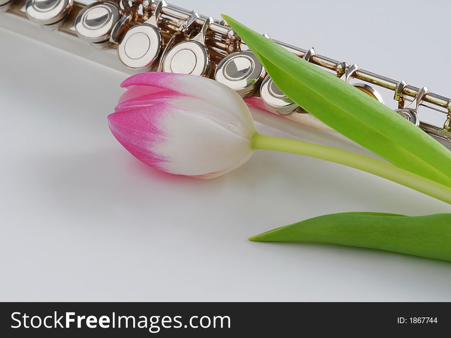 Flute and pink tulip on white background