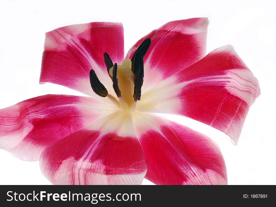 Close up of petals of red tulip