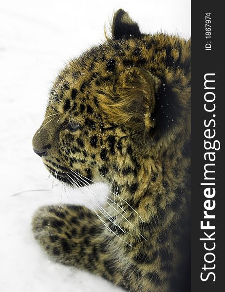 Leopard in winter on the snow looking straight. Leopard in winter on the snow looking straight