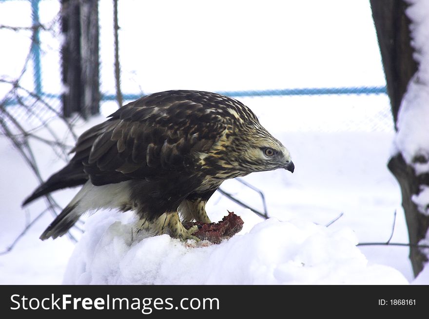 Falcon eating fresh flesh in winter on the snow