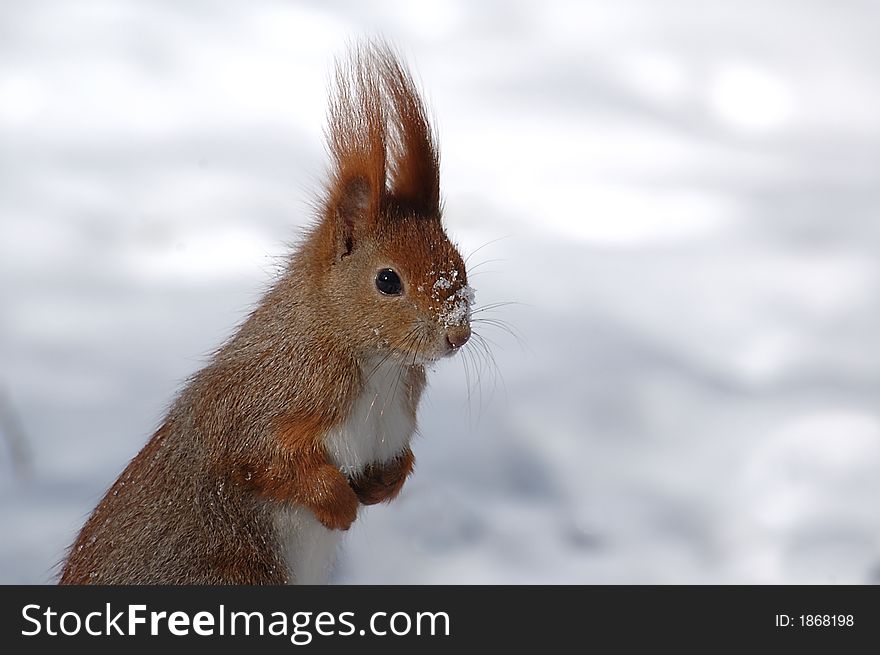 Animal; mammal; red; rodent; snow; squirrel; tuft; wait for; winter; eat snow; white;