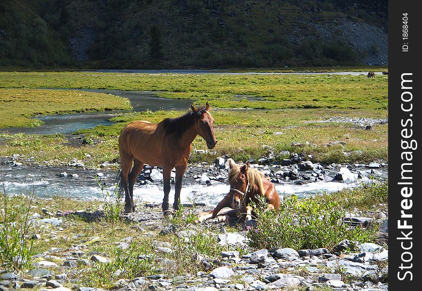 A pair of horses in a mountain meadow. A pair of horses in a mountain meadow