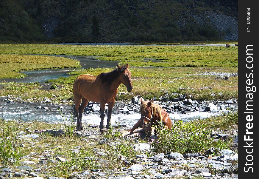 Pair_of_Horses