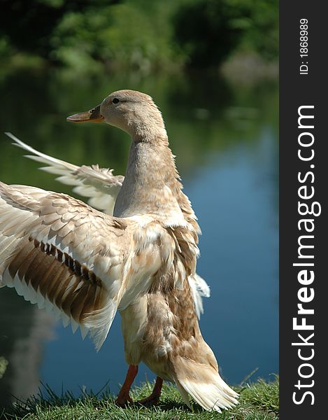 Sweet Duck By Lake