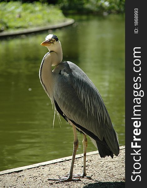 Heron