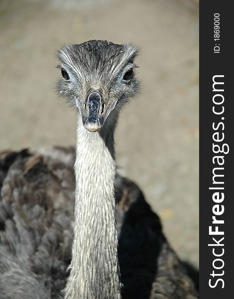 Emu