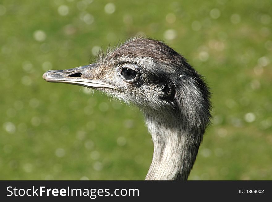 Emu on green grass