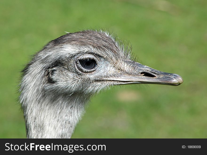 Emu