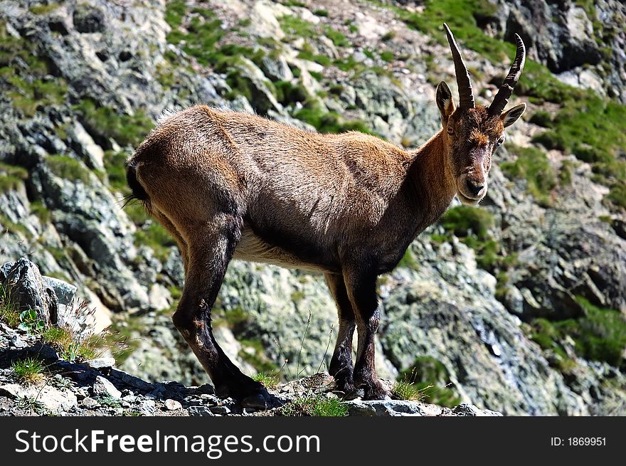 Alpine Ibex (Capra ibex), female, val Veny, West Alps, Italy. Alpine Ibex (Capra ibex), female, val Veny, West Alps, Italy