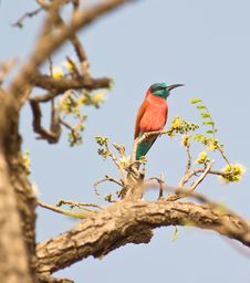 The Northern Carmine Bee-eater Stock Photography The Northern Carmine Bee-eater Stock Photography