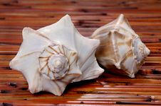Two Conch Sea Shells Royalty Free Stock Photography