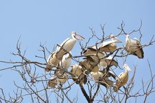 Group Of Pelican Royalty Free Stock Photography