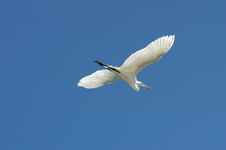 White Stork Royalty Free Stock Photography