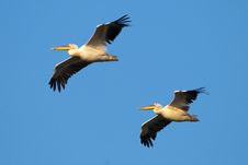 Two White Pelicans In Flight Stock Photos