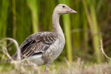 Greylag Goose (Anser Anser) Stock Photography