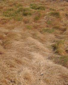 Background-Dry Grassland Royalty Free Stock Photos Background-Dry Grassland Royalty Free Stock Photos