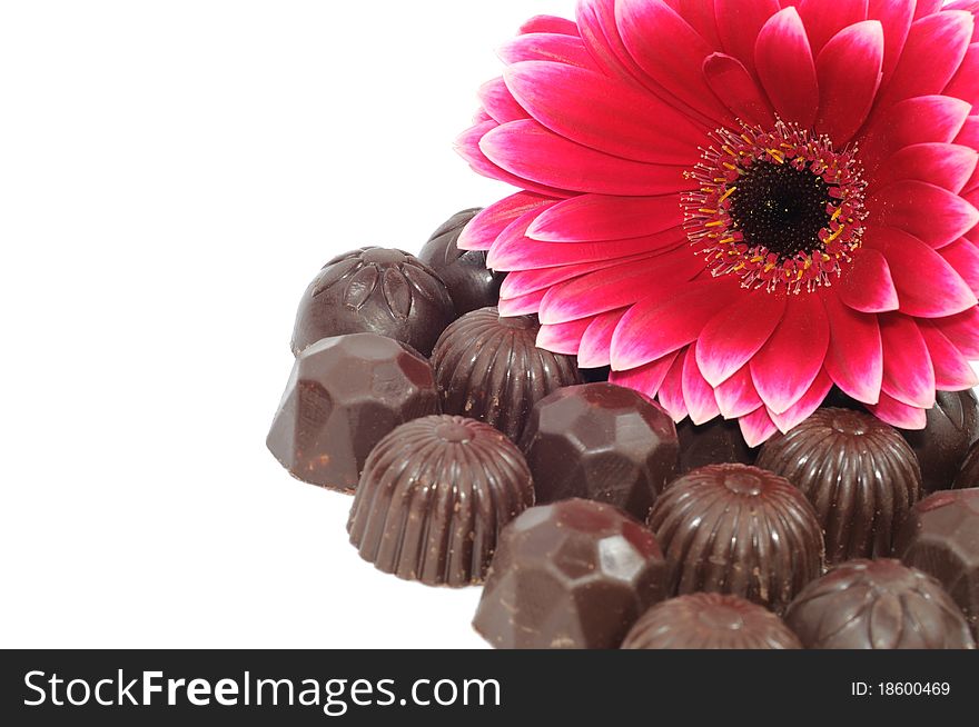 Beautiful red gerber and chocolate on white background