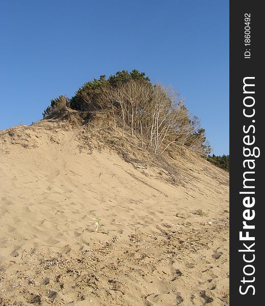 The coastal dune as this one can be found along many shorelines. 
Dunes have different shapes and sizes they formed by interaction with the wind . The coastal dune as this one can be found along many shorelines. 
Dunes have different shapes and sizes they formed by interaction with the wind .