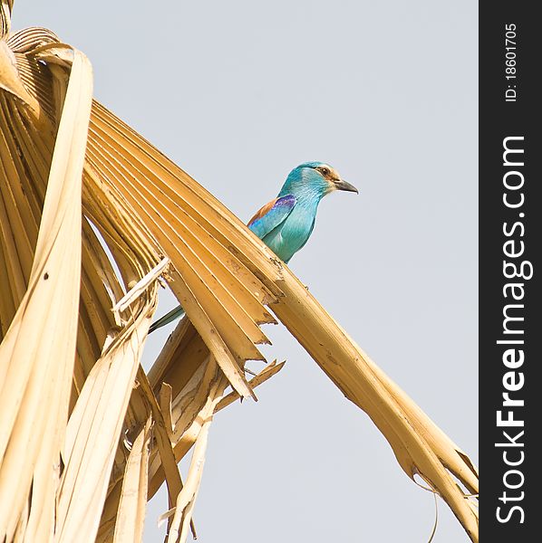 An Abyssinian Roller (Coracias abyssinica) perches on a dry palm tree in The Gambia. An Abyssinian Roller (Coracias abyssinica) perches on a dry palm tree in The Gambia.