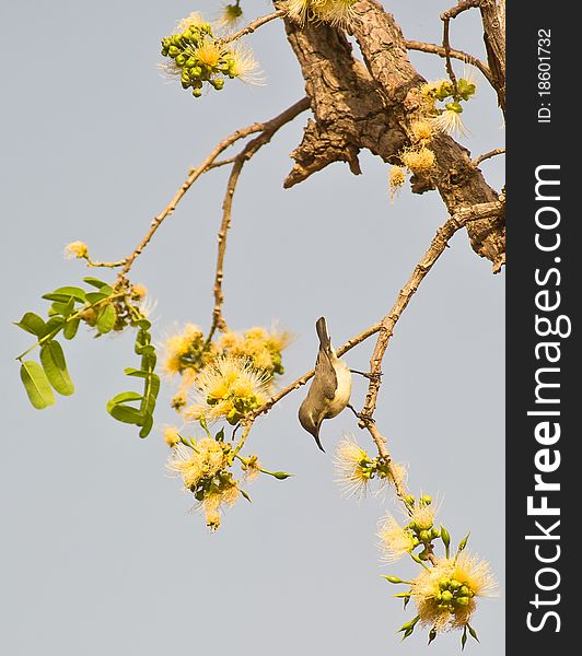 A female Beautiful Sunbird (Cinnyris pulchella) looks for nectar in some yellow flowers, The Gambia. A female Beautiful Sunbird (Cinnyris pulchella) looks for nectar in some yellow flowers, The Gambia.