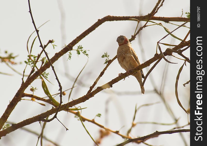 A Cut-throat Finch