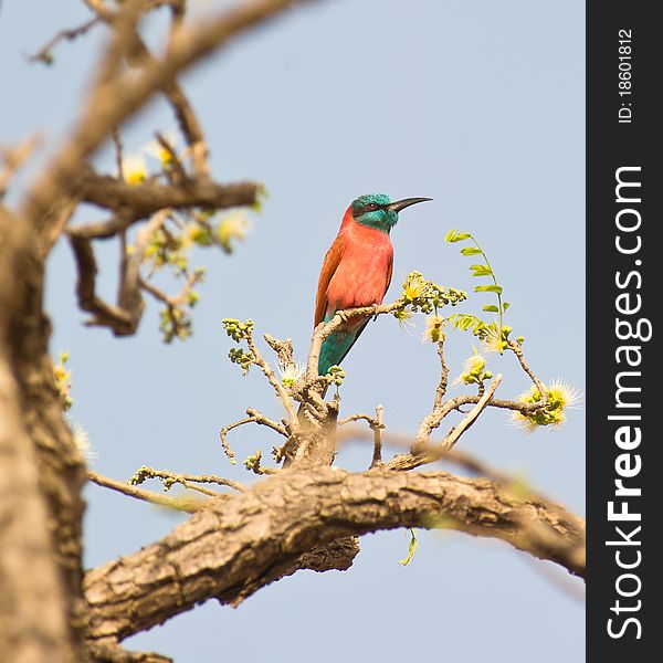 A Northern Carmine Bee-eater (Merops nubicus) perching on a tree in the arid and hot interior plains of Gambia. A Northern Carmine Bee-eater (Merops nubicus) perching on a tree in the arid and hot interior plains of Gambia.