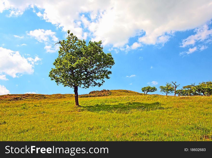 Lonely tree on Scottish hills in Summer. Lonely tree on Scottish hills in Summer