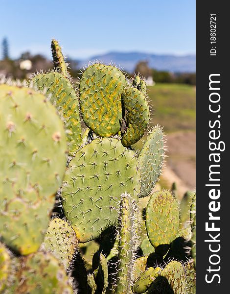 Cactus trees in Santa Ynez Valley, California