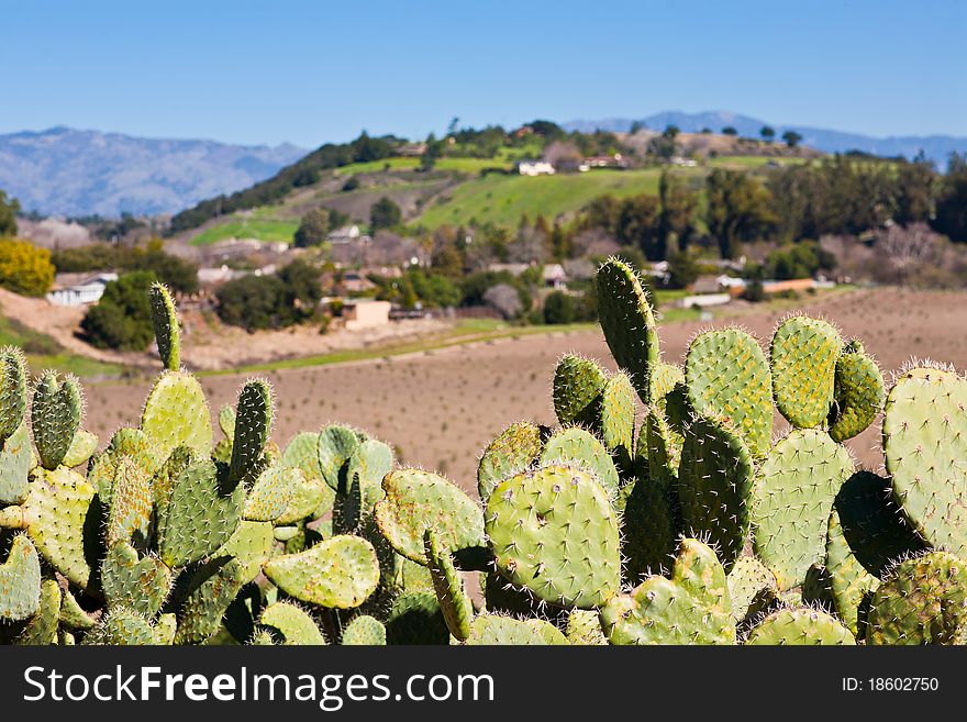 Cactus trees in Santa Ynez Valley, California