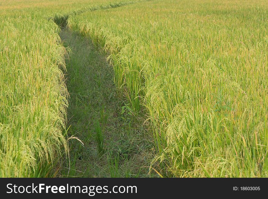 Thai rice in the field