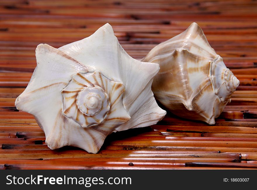 Two conch sea shells on a tropical wooden table